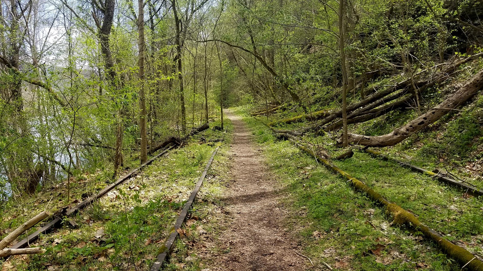 The trail alongside railroad track ruins through the forest