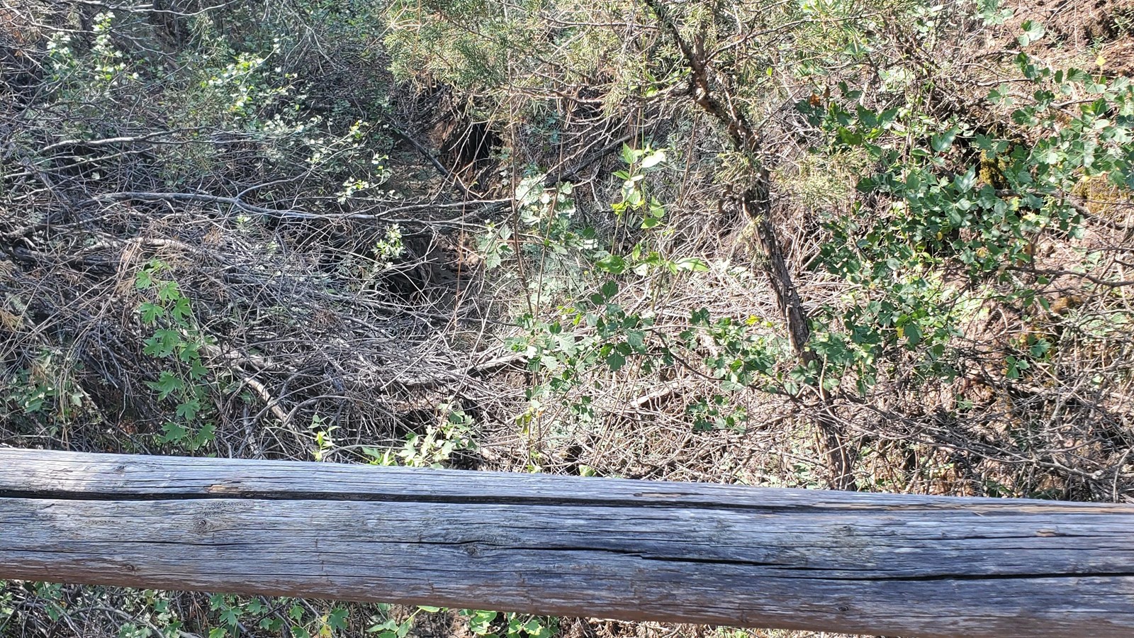 A view down a dry, overgrown stream bed from a wooden bridge.