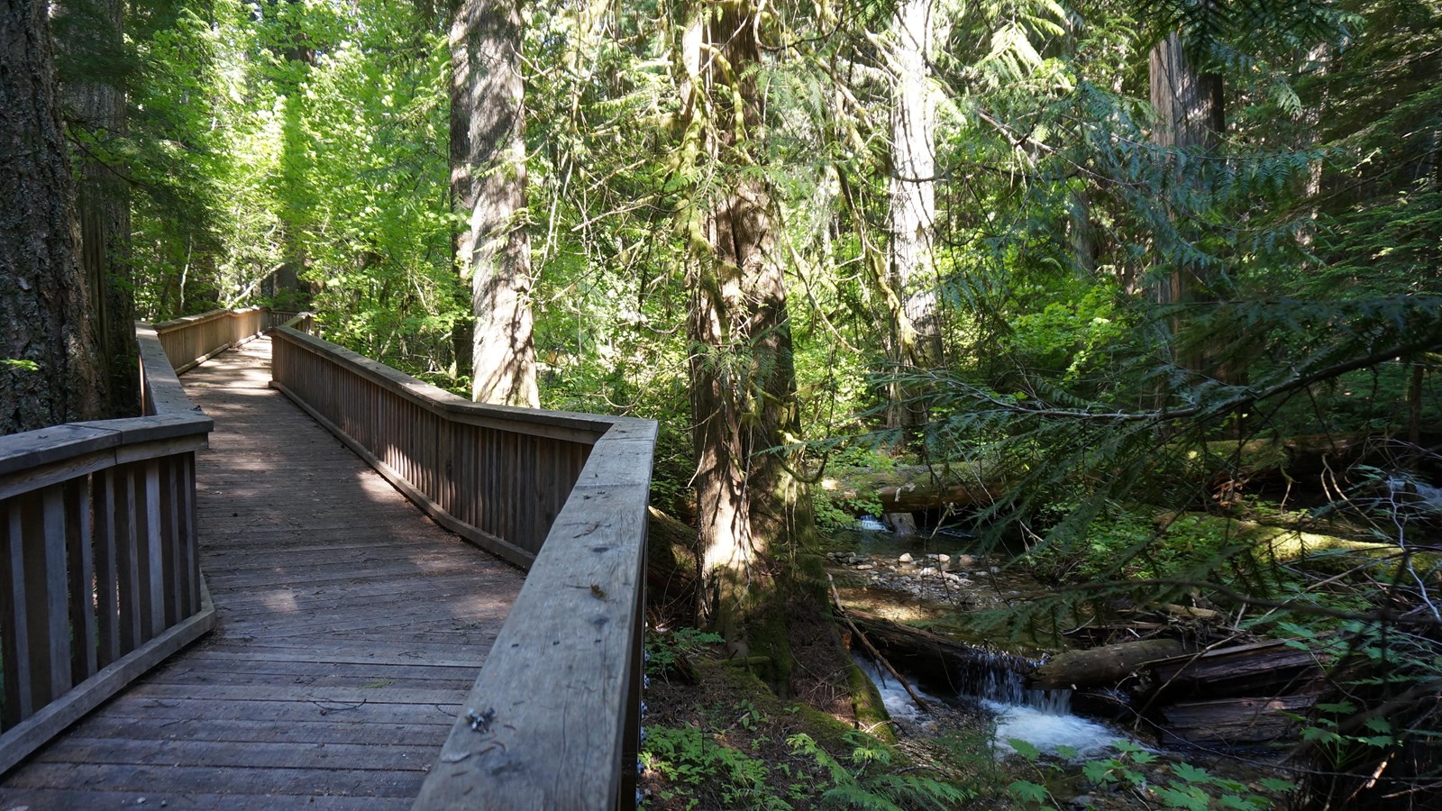 A boardwalk with a railing extends into the forest alongside a small creek.