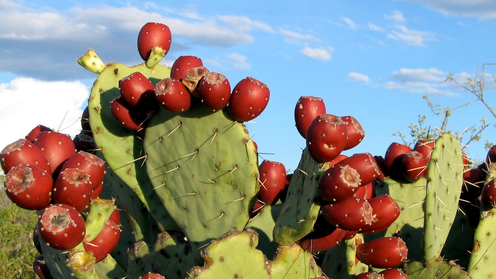 A cactus with numerous circular, flat pads covered in long thorns sports ripe fruit called tunas.