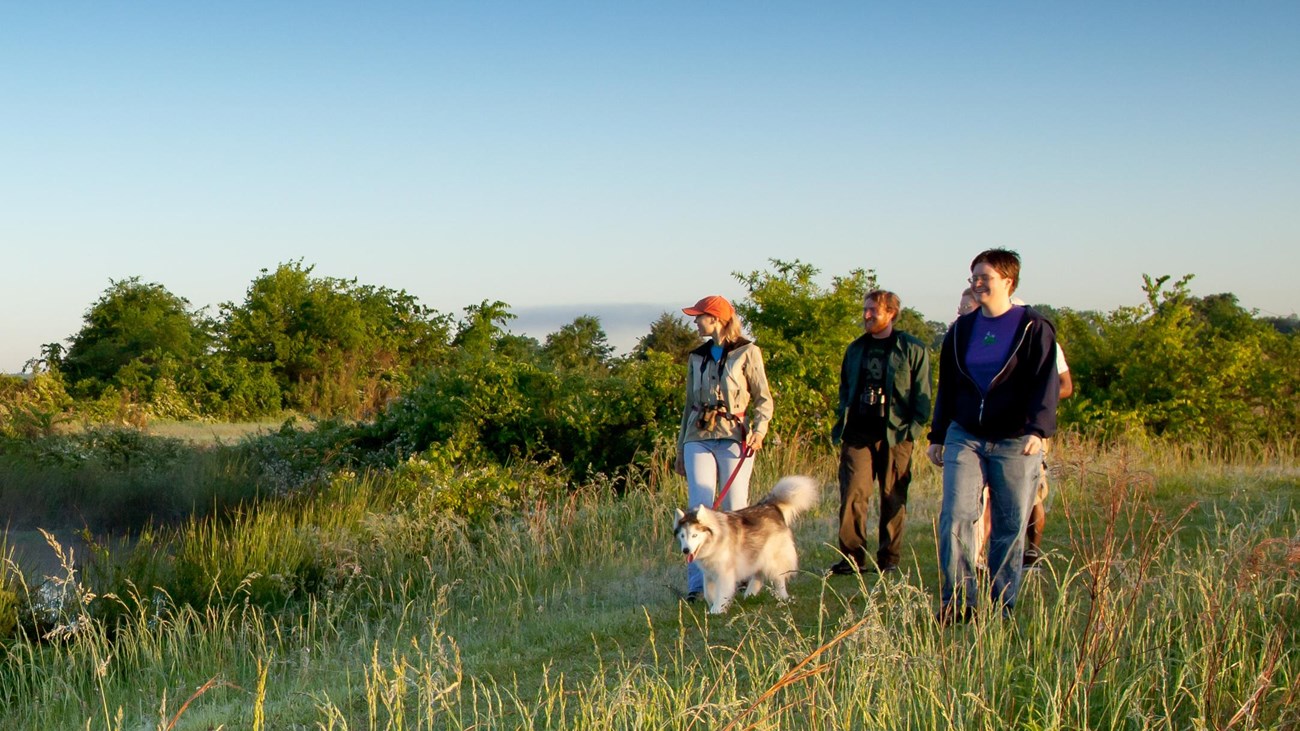A group of hikers and their dog walk through a prairie with tall grass on either side of the trail.