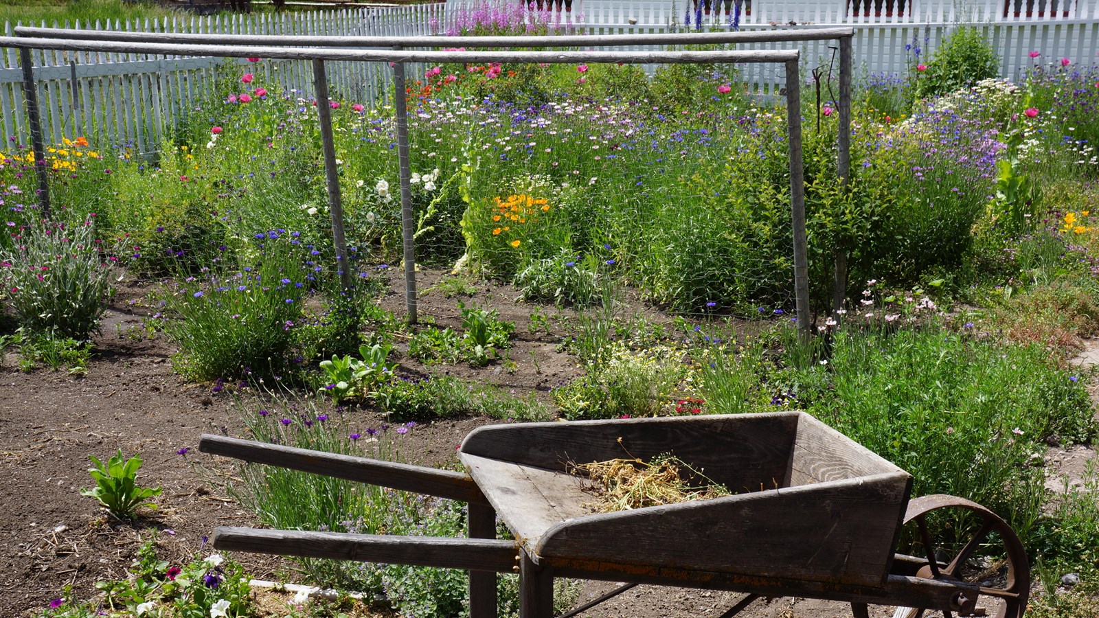 A variety of brightly colored annuals, perennials, and native plants growing in a historic garden