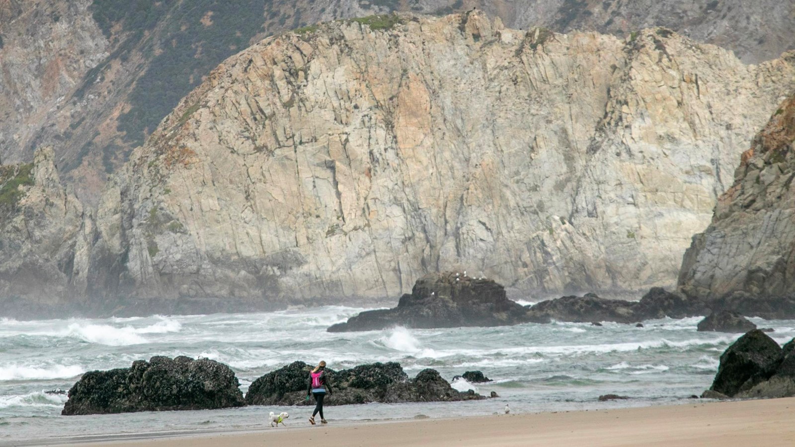 A woman walks with her leashed white dog along a sandy beach. Steep cliffs rise in the background.