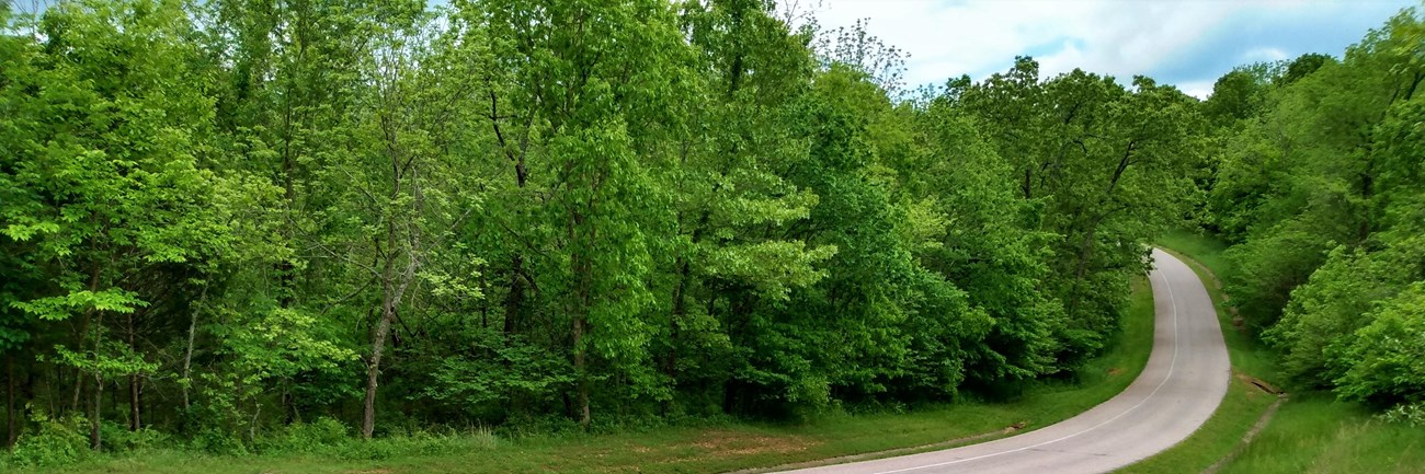 A paved road runs into the distance with trees and meadows with flowers on either side