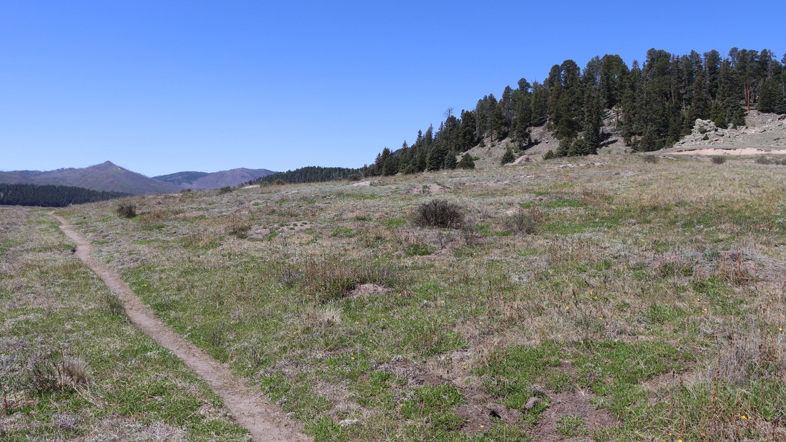 A narrow, dirt trail cuts through a montane grassland. To the right side is a forested lava dome.