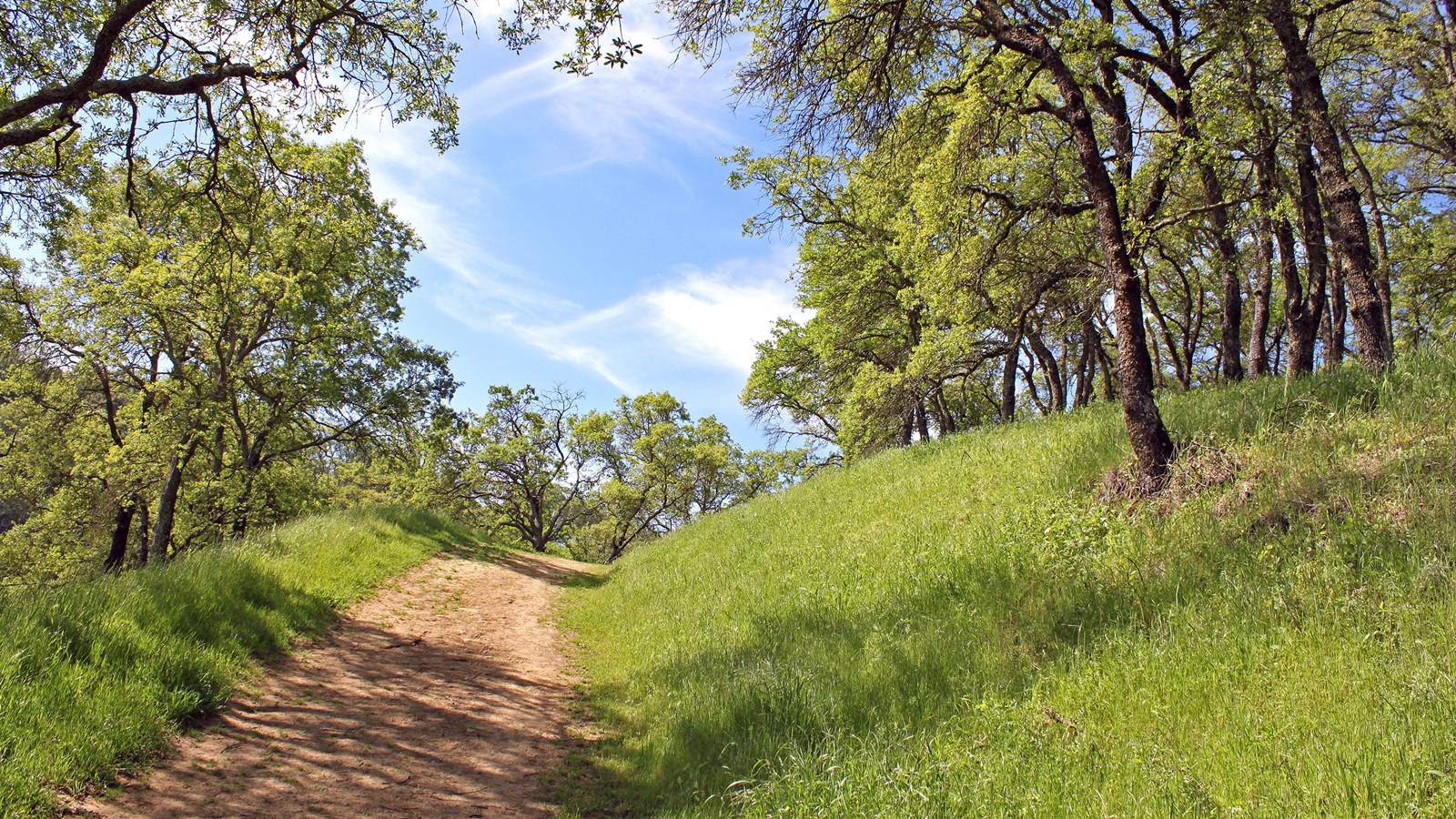 A dirt path moves through a grassy and tree-lines hill. 