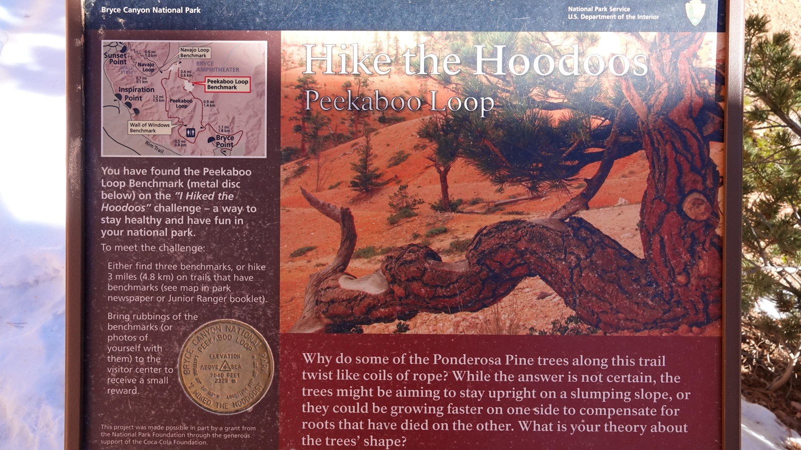 A wayside showing a twisted ponderosa pine tree describes the Hike the Hoodoos program