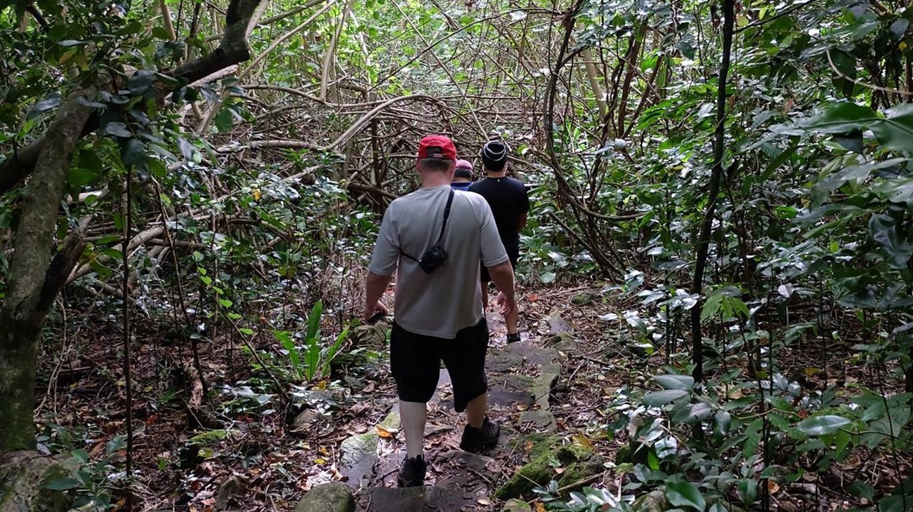 A row of men seen from behind hiking a narrow trail downward on low stone steps surrounded by trees.