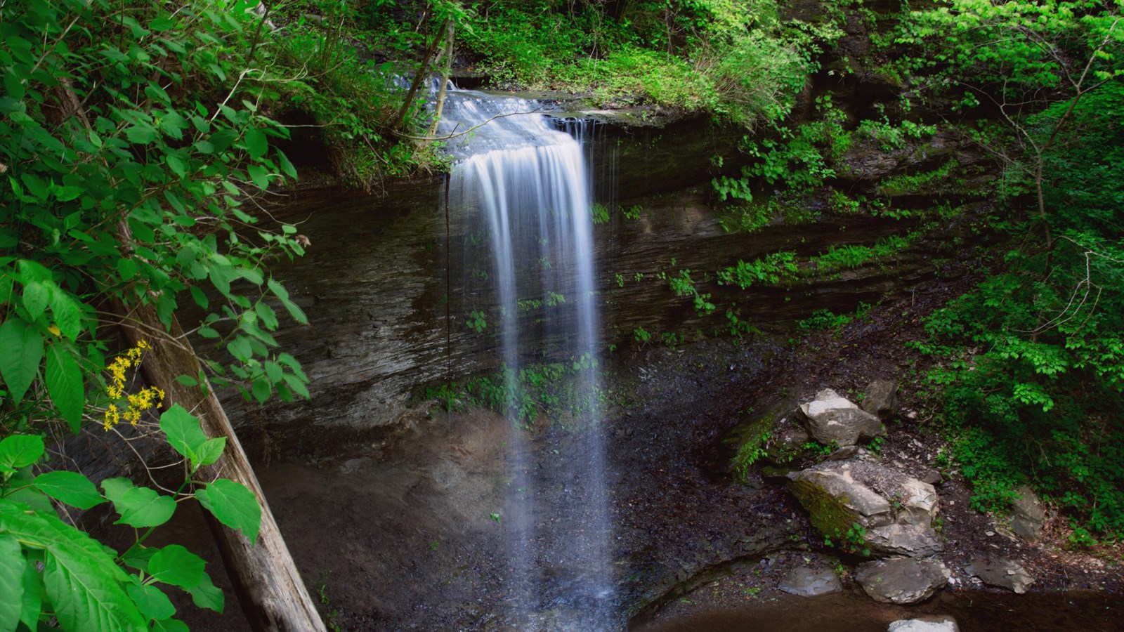 water actively flows over a cliff forming a waterfall. Green leaves of the forest surround the water