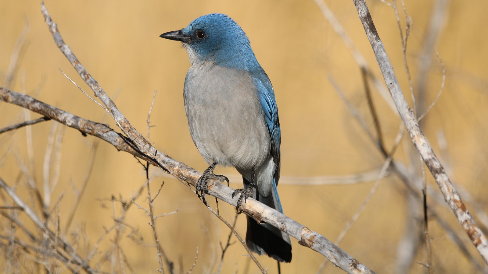 A medium-sized bird blue bird with a gray chest is sitting on a branch.