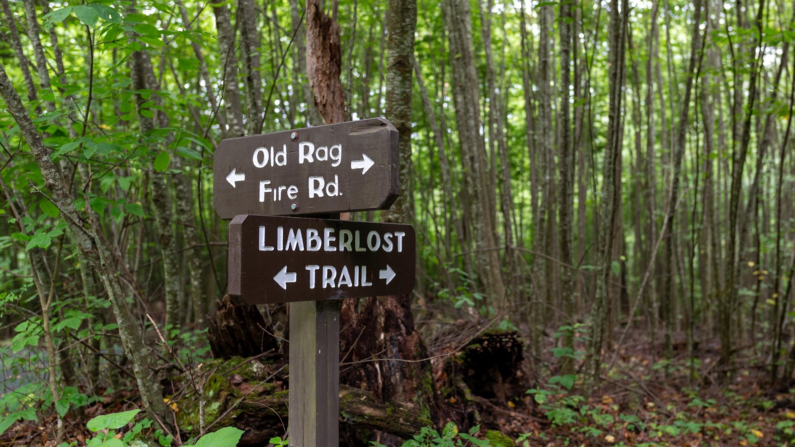 A signpost shows directions at a trail crossing for Old Rag Fire Rd. and Limberlost Trail.