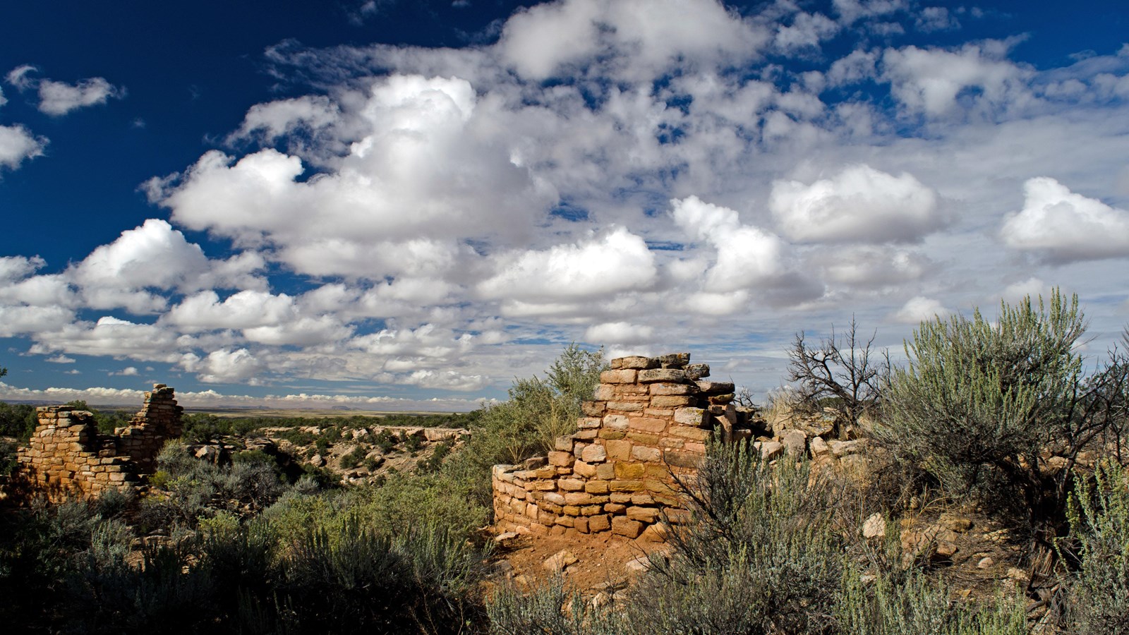 remains of a stone wall surrounded by desert plants