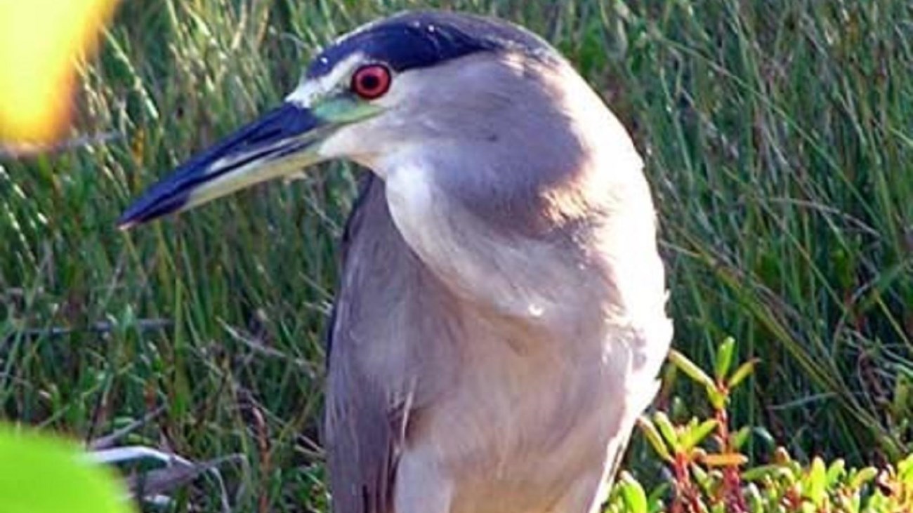 A black crowned night heron stands with sharp attention on the water\'s edge
