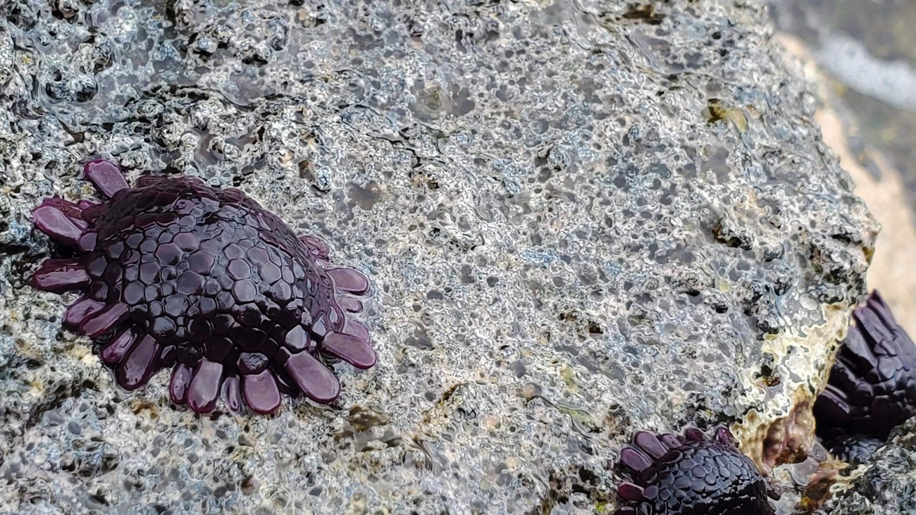 A purple shingle urchin on a rock.