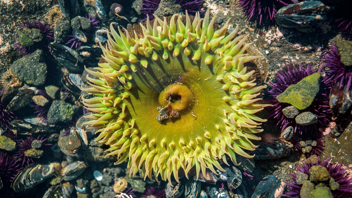 A giant green anemone, about 6 inches across, with tentacles on the perimeter.