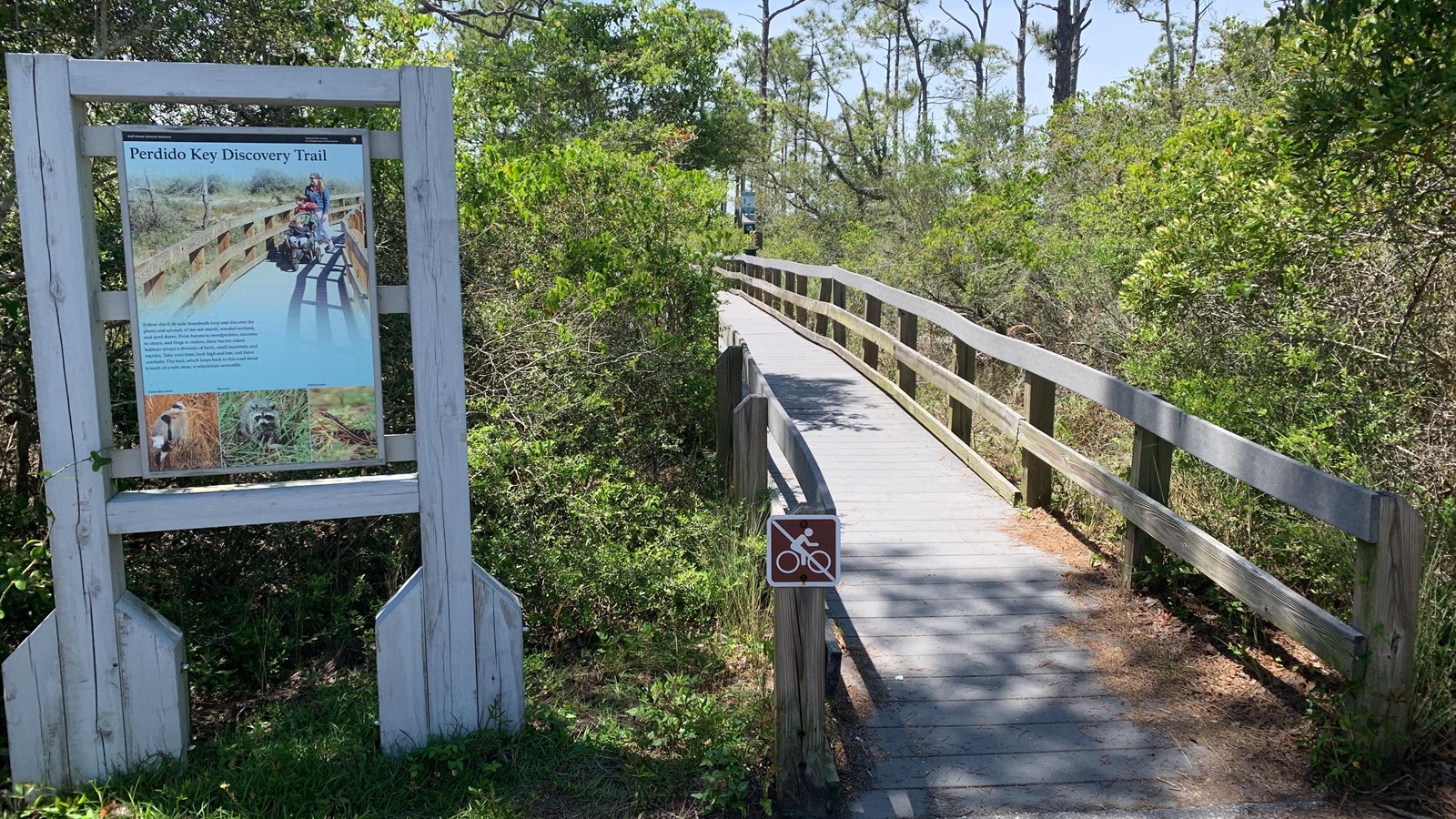 A boardwalk path extends into a coastal forest.