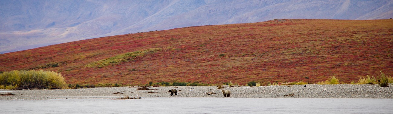 Two grizzly bears sitting on a gravel bar along the Noatak River with mountains in the background.