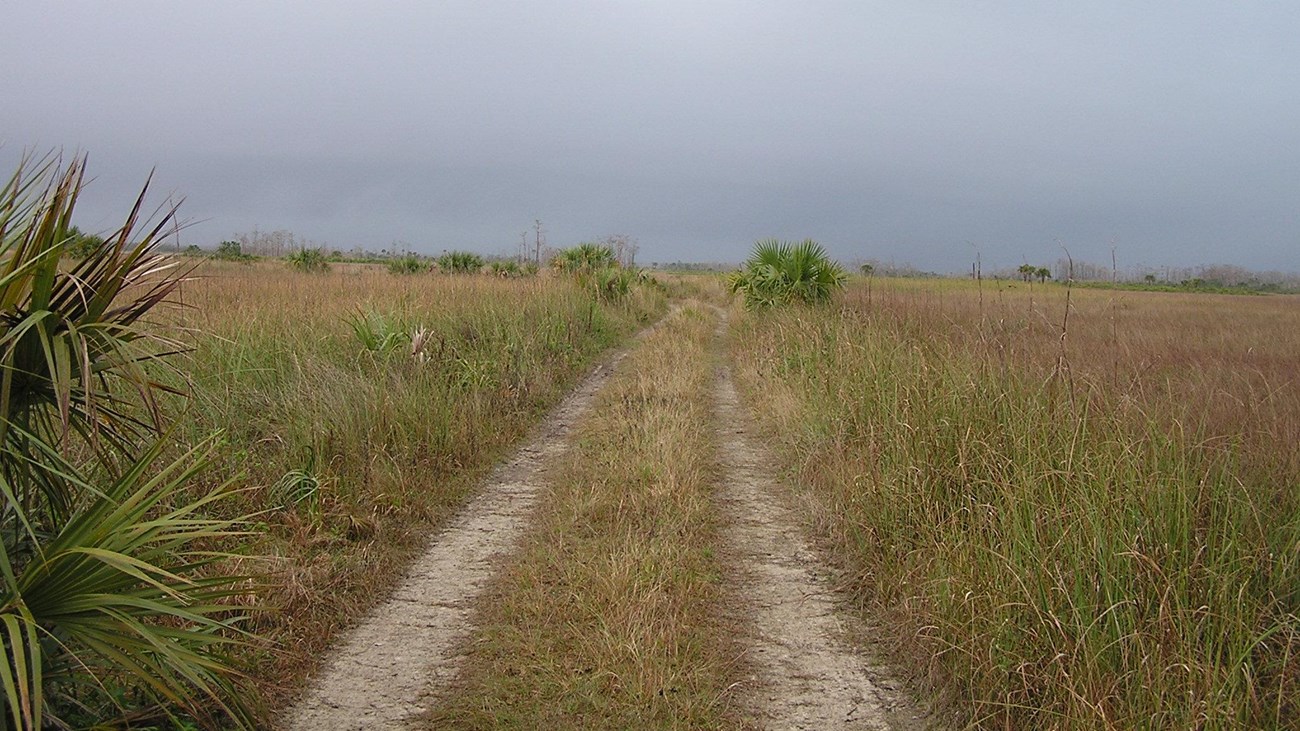 Trail running through sawgrass prairie with thunderstorm clouds in the distance