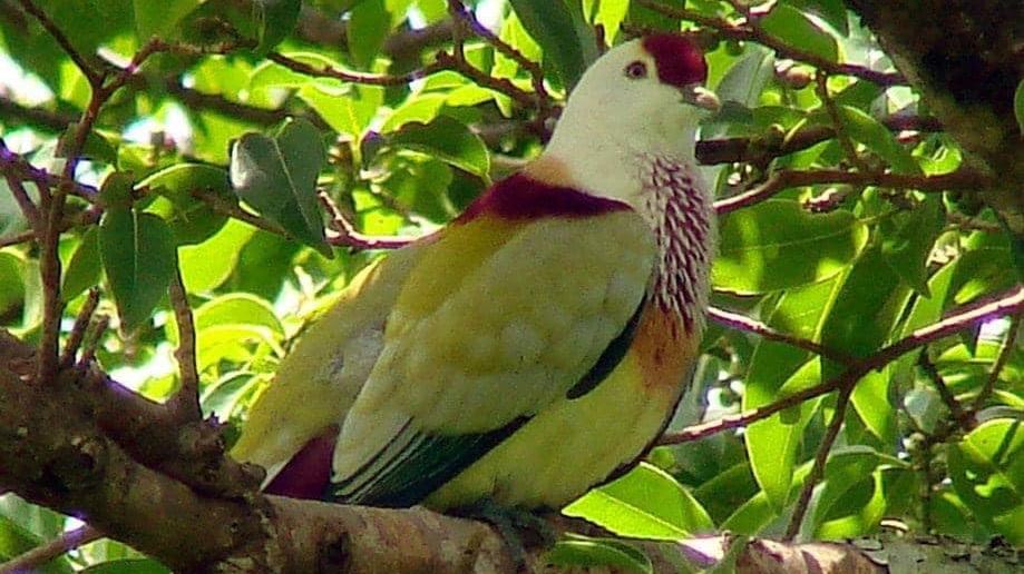 A yellow bird with red markings on its head, upper wing, and chest sits on a leafy green branch.