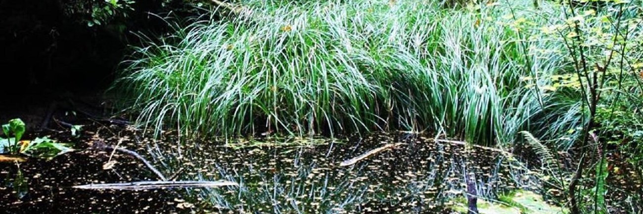 Dark pond surrounded by green vegetation with a fallen tree crossing over the top