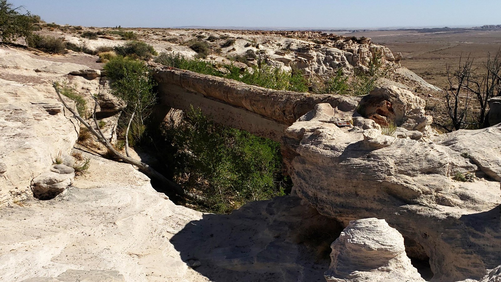 A large petrified log spans a pale sandstone gully with grasslands in the distance.