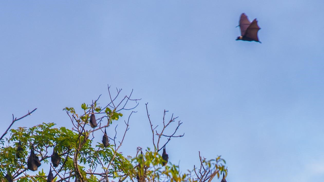A fruit bat flies over a tree with other fruit bats in its branches, against a blue sky.