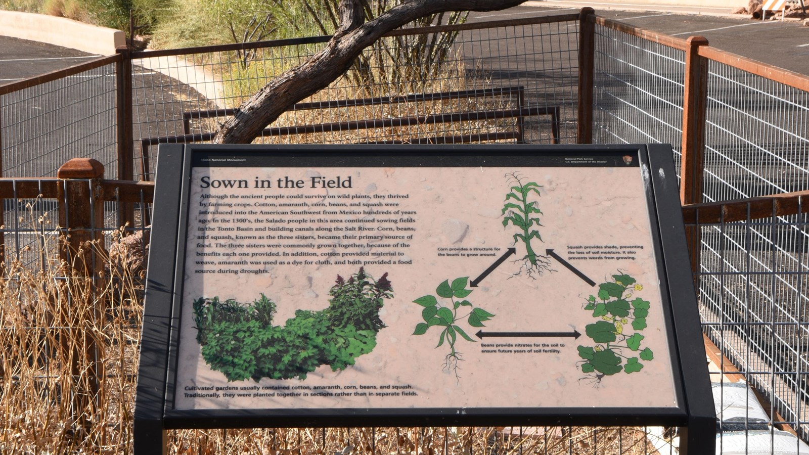 Sown in the Field Wayside by caged garden 