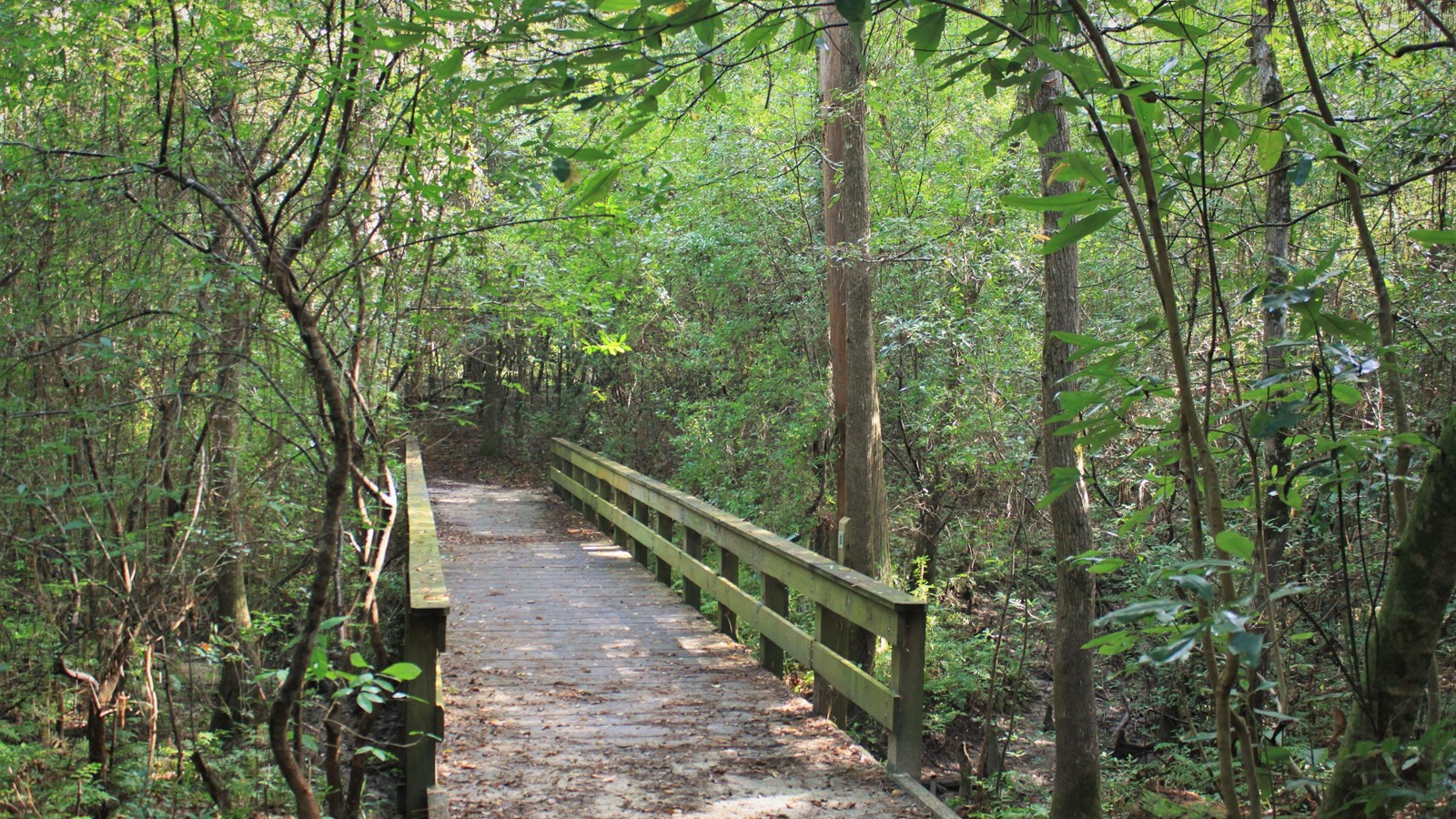 wooden bridge on a trail in the woods