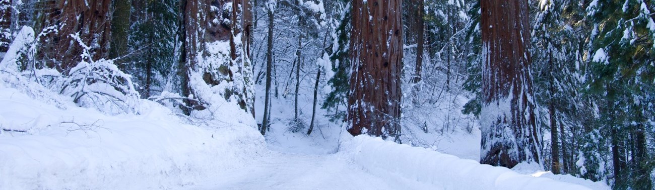 A snow covered trail leads into a sequoia grove