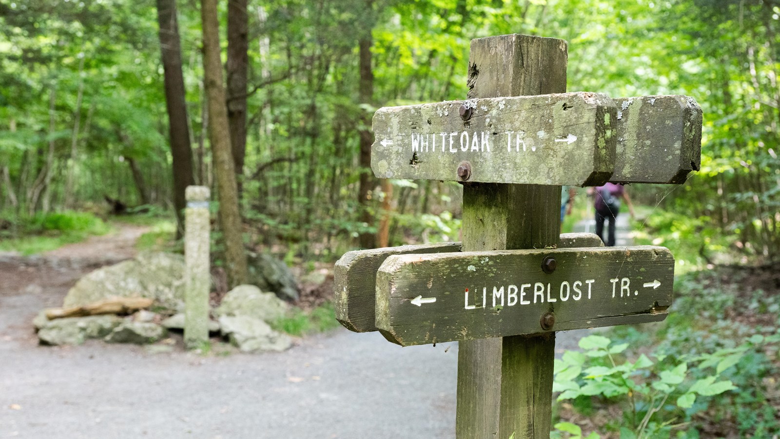 The signpost marking where the accessible Limberlost Trail and Whiteoak Trails intersect.