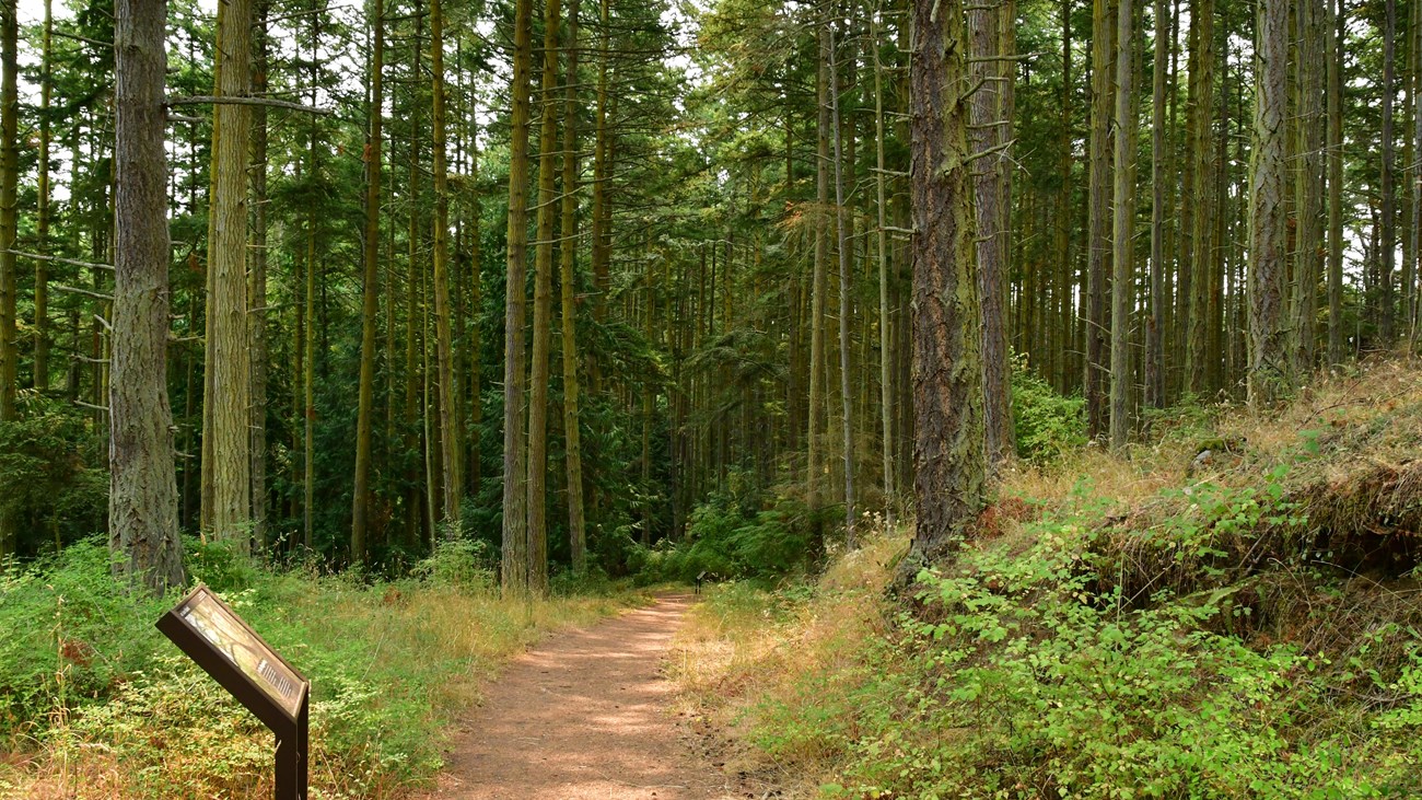 Color photograph of a dense forest with two visible waysides