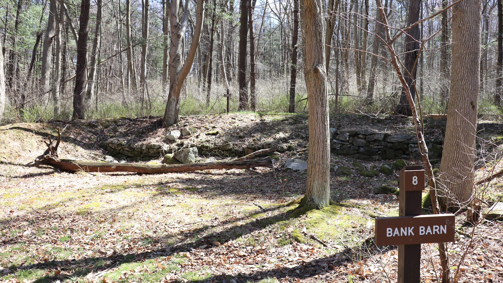 A large forest clearing with a stone wall along the banks of a hillside.