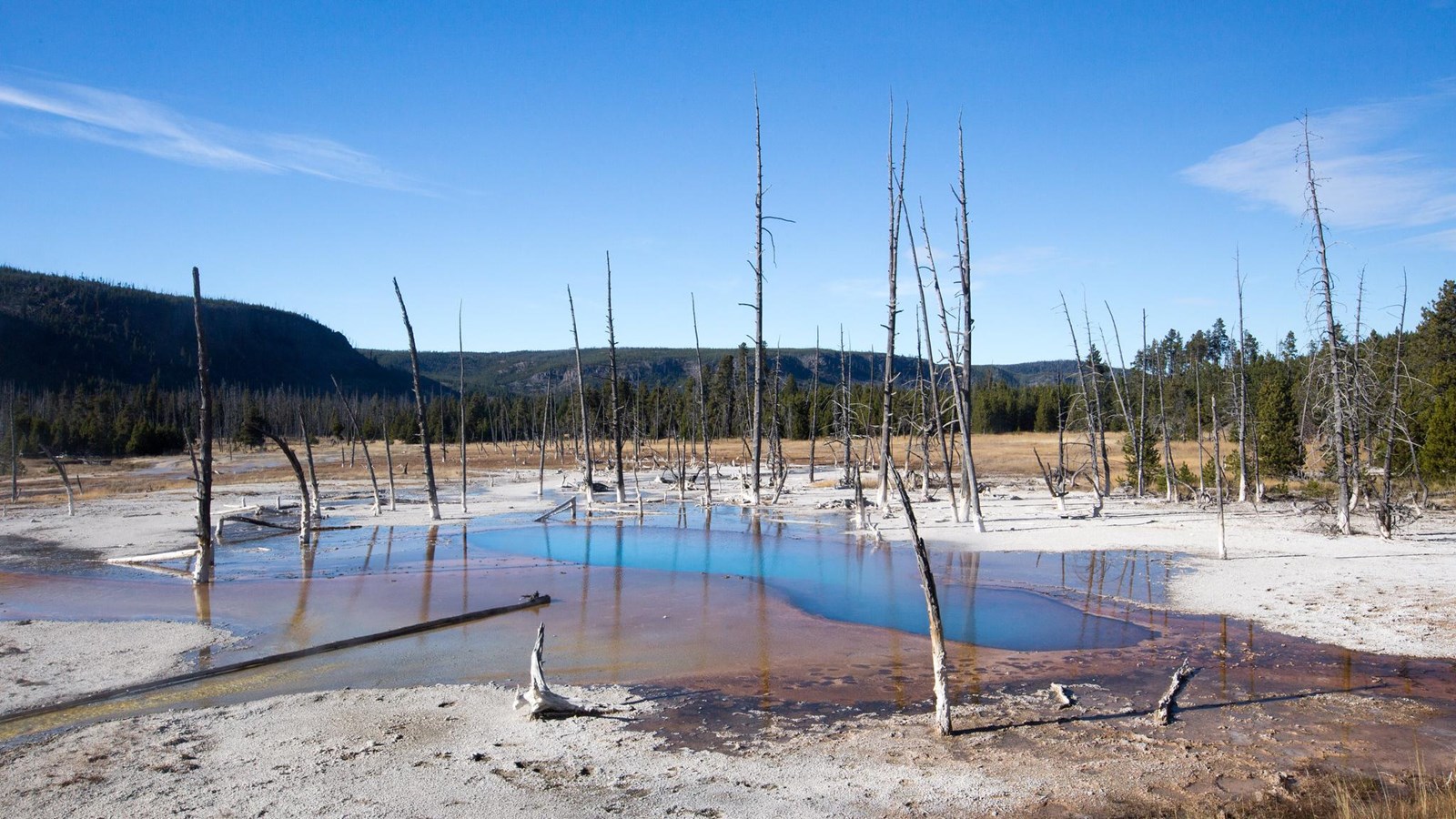 A milky blue hot spring surrounded by brown bacterial mats and dead trees.