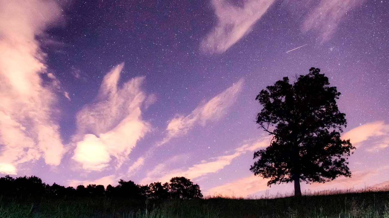 Silhouette of a tall tree underneath a night sky with sparkling stars and whispy clouds.