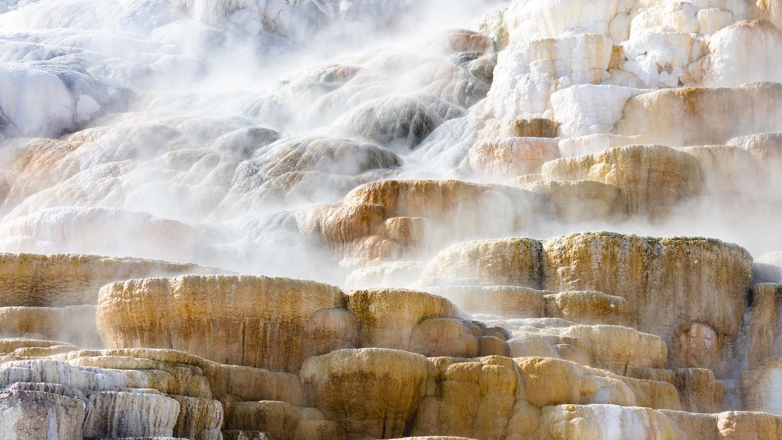 Steam rises from a travertine terrace hydrothermal feature covered in yellow-orange bacterial mats