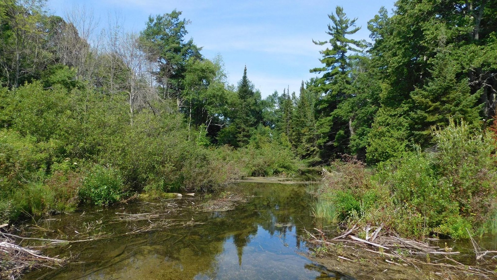 A clear shallow creek runs between green shrubs and trees, with a blue sky in the background.