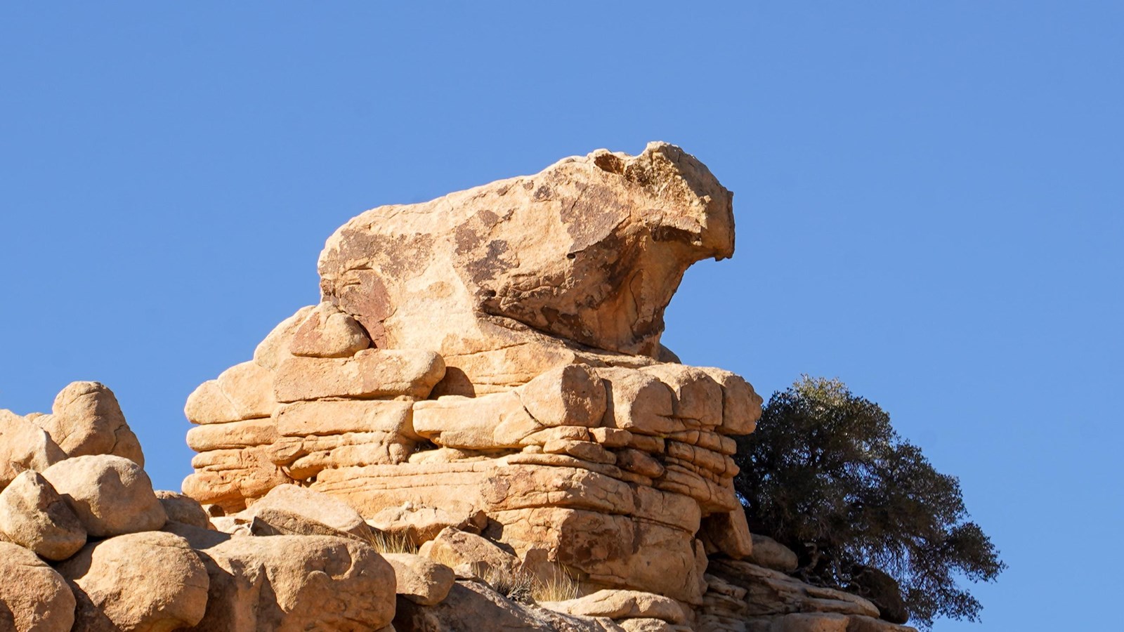 A rock boulder shaped like a cow sits on top of other rocks.