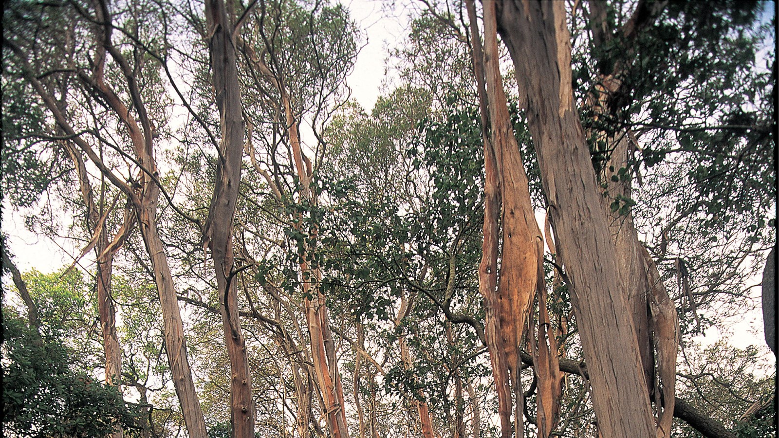 tall trees with flakey bark and 5 lobed leaves