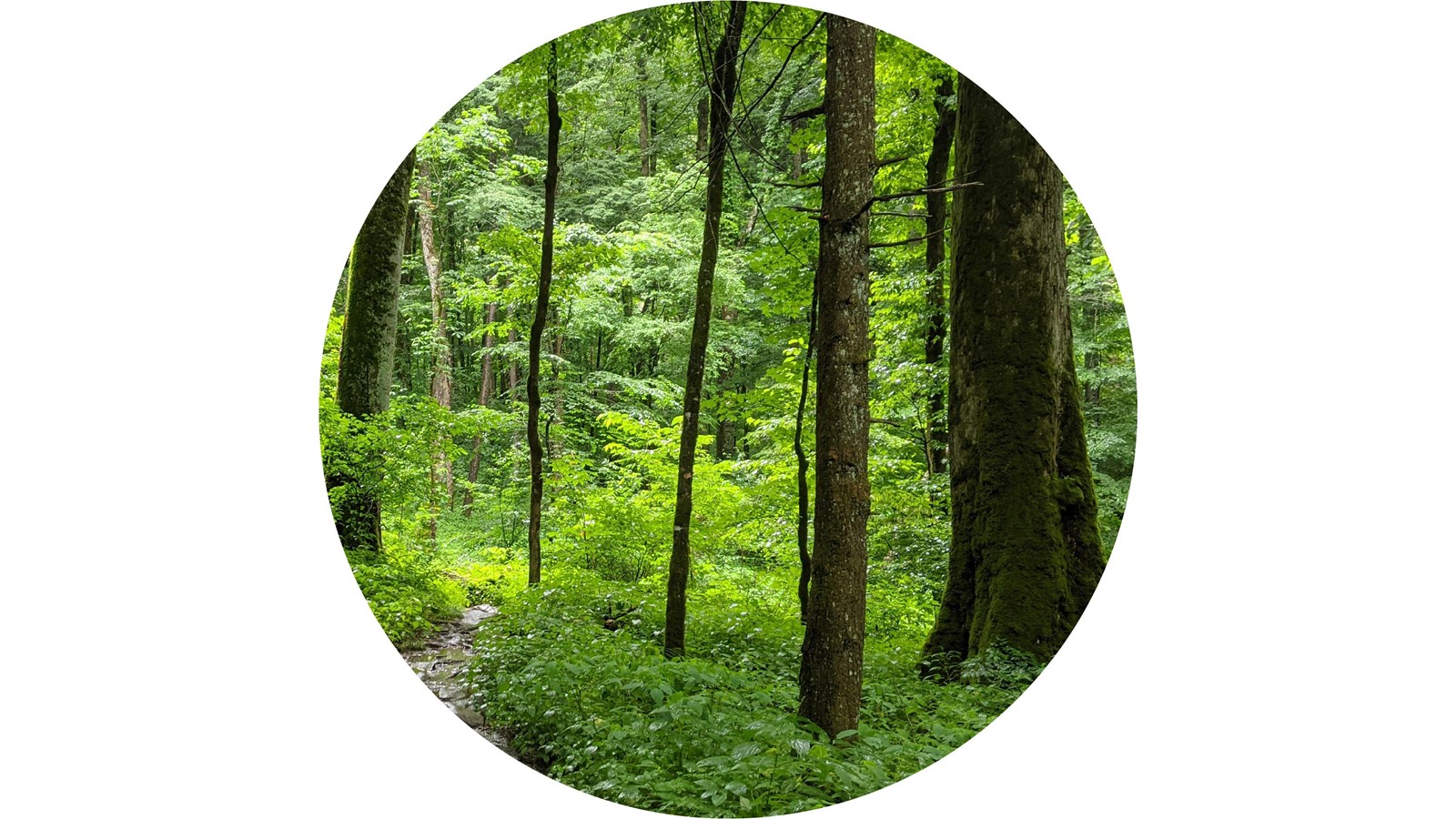 Forested trail surrounded lined by trees of varying sizes.
