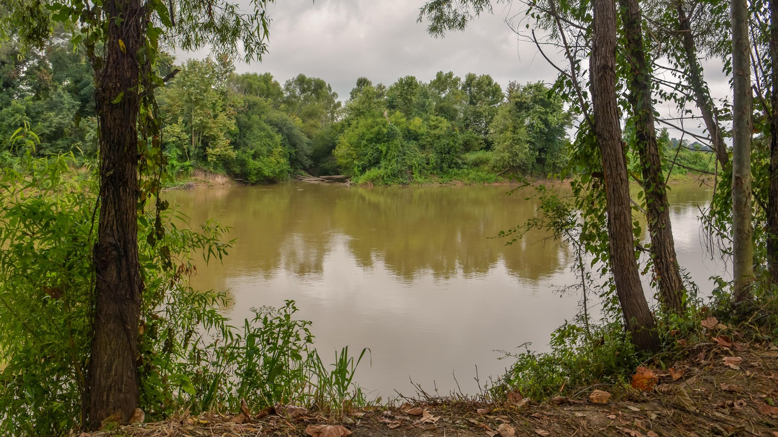 View of a muddy river and opposite forested bank through trees. 