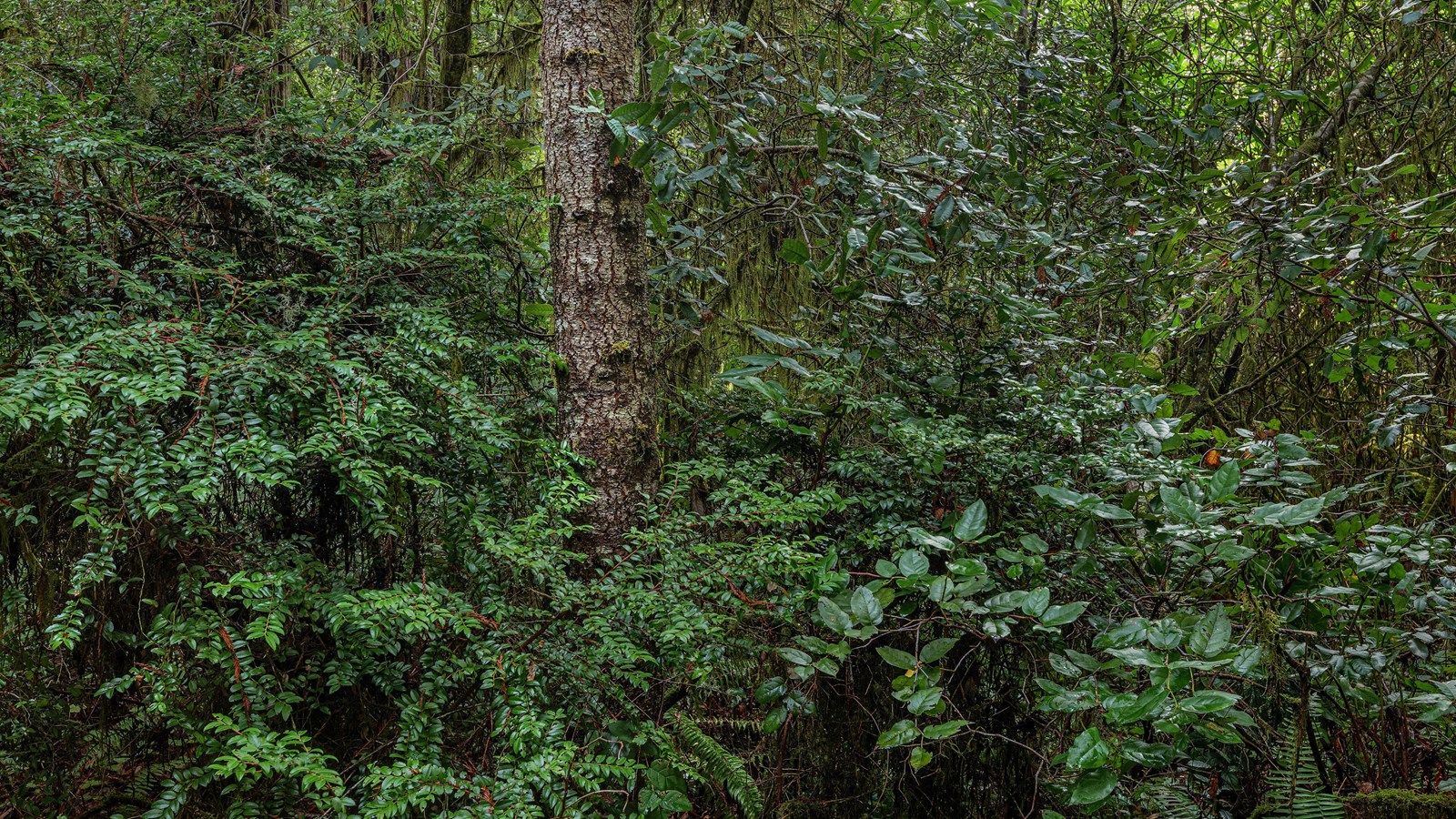 Huckleberry, salal, ferns, tan oak and Douglas-fir dominate the understory.