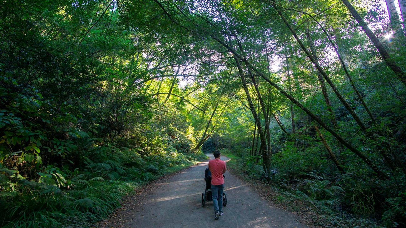 A man pushing a stroller down a gravel path bordered by green leafy trees