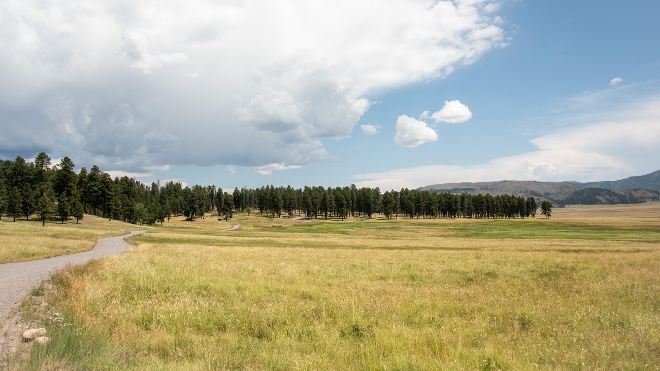 A gravel road winds through a montane grassland toward a stand of old-growth forest.