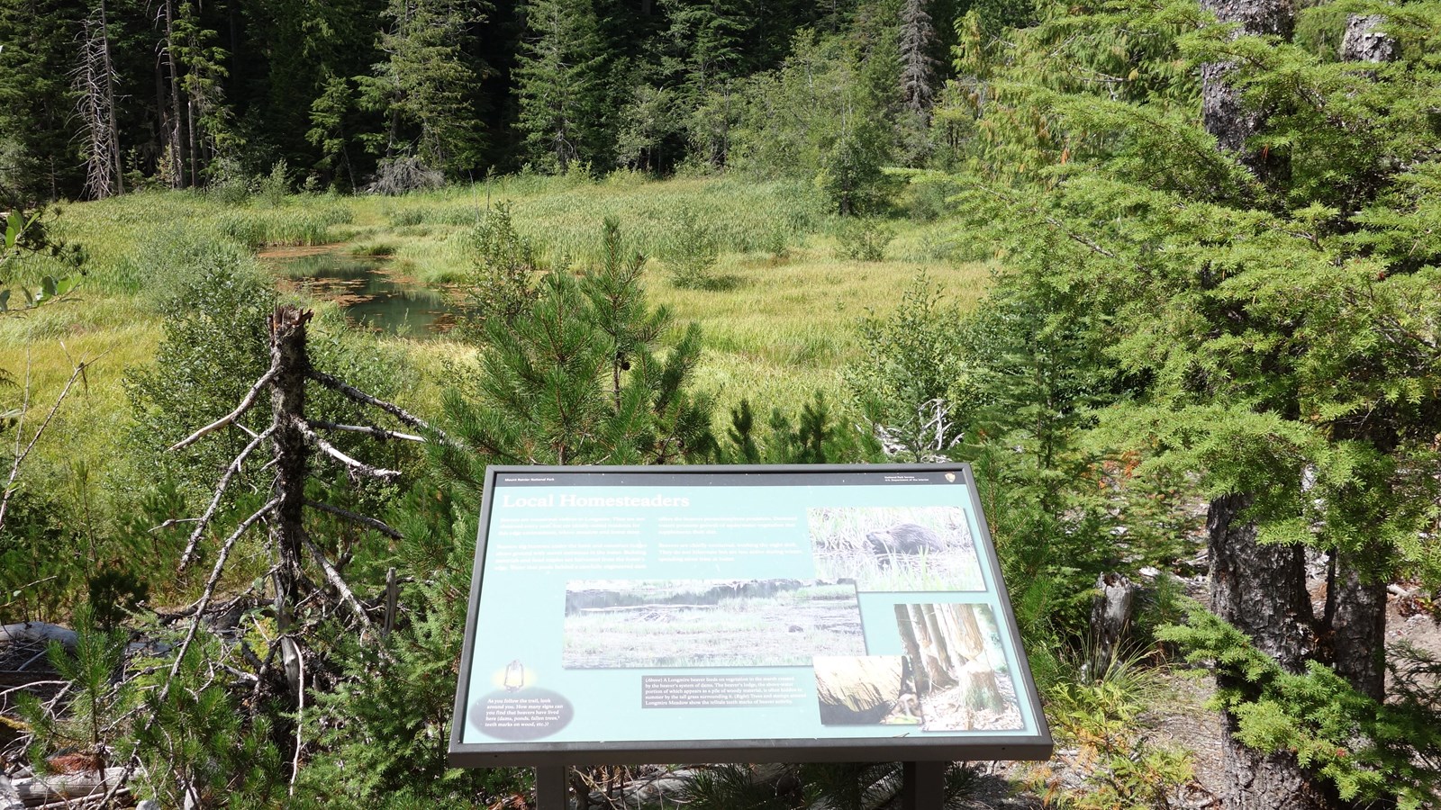 A wayside in a metal stand overlooks a marshy pond surrounded by forest. 