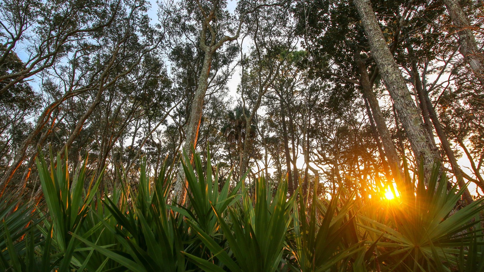 pointy leaves on bushes covering the forest floor and sunrise seen between the trees