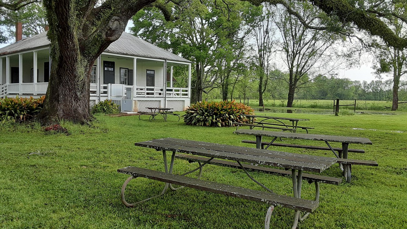 Picnic tables sit beneath a large tree near the Magnolia Overseer\'s House.