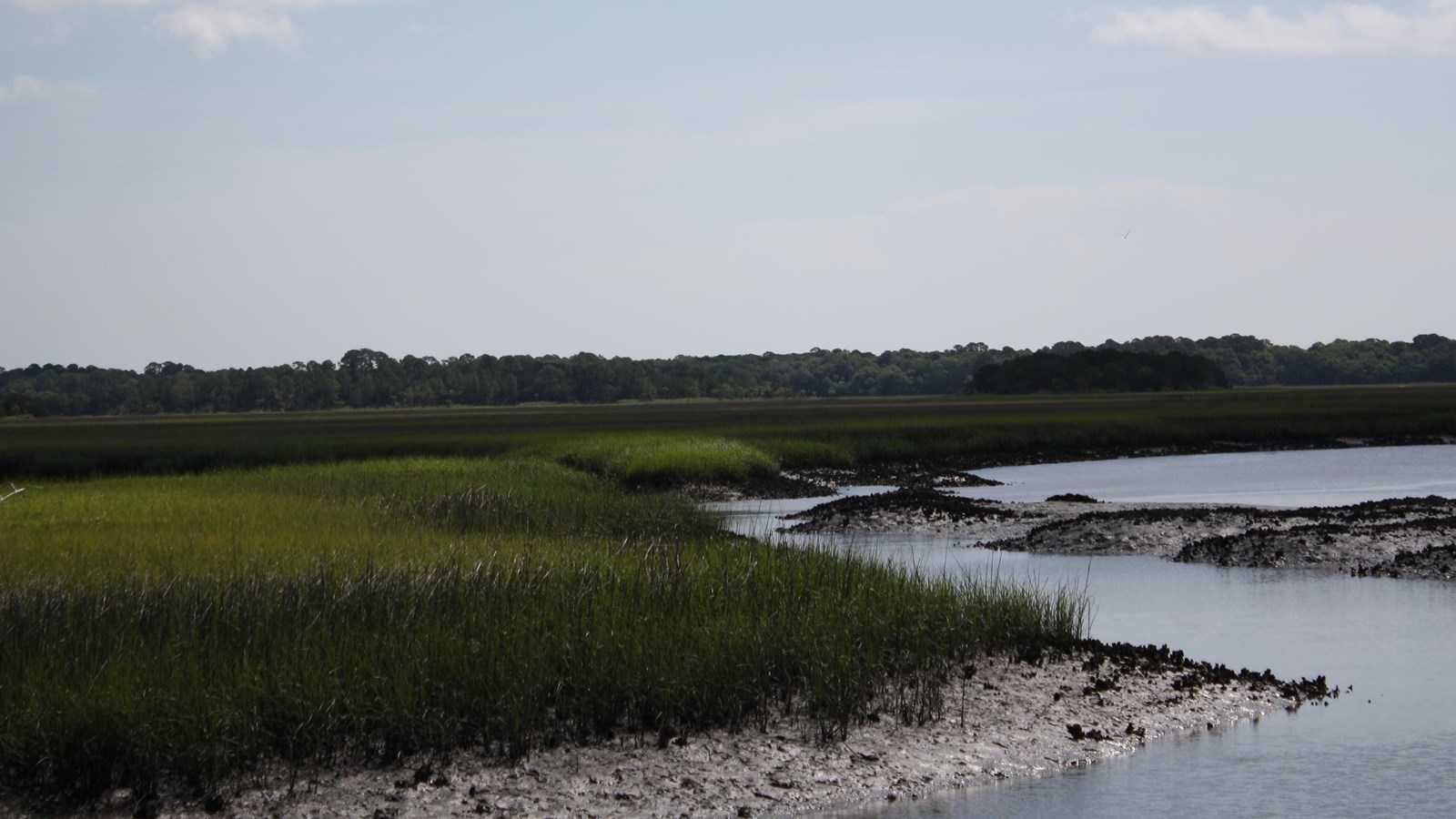 bright green grasses along a muddy bank with river at low tide