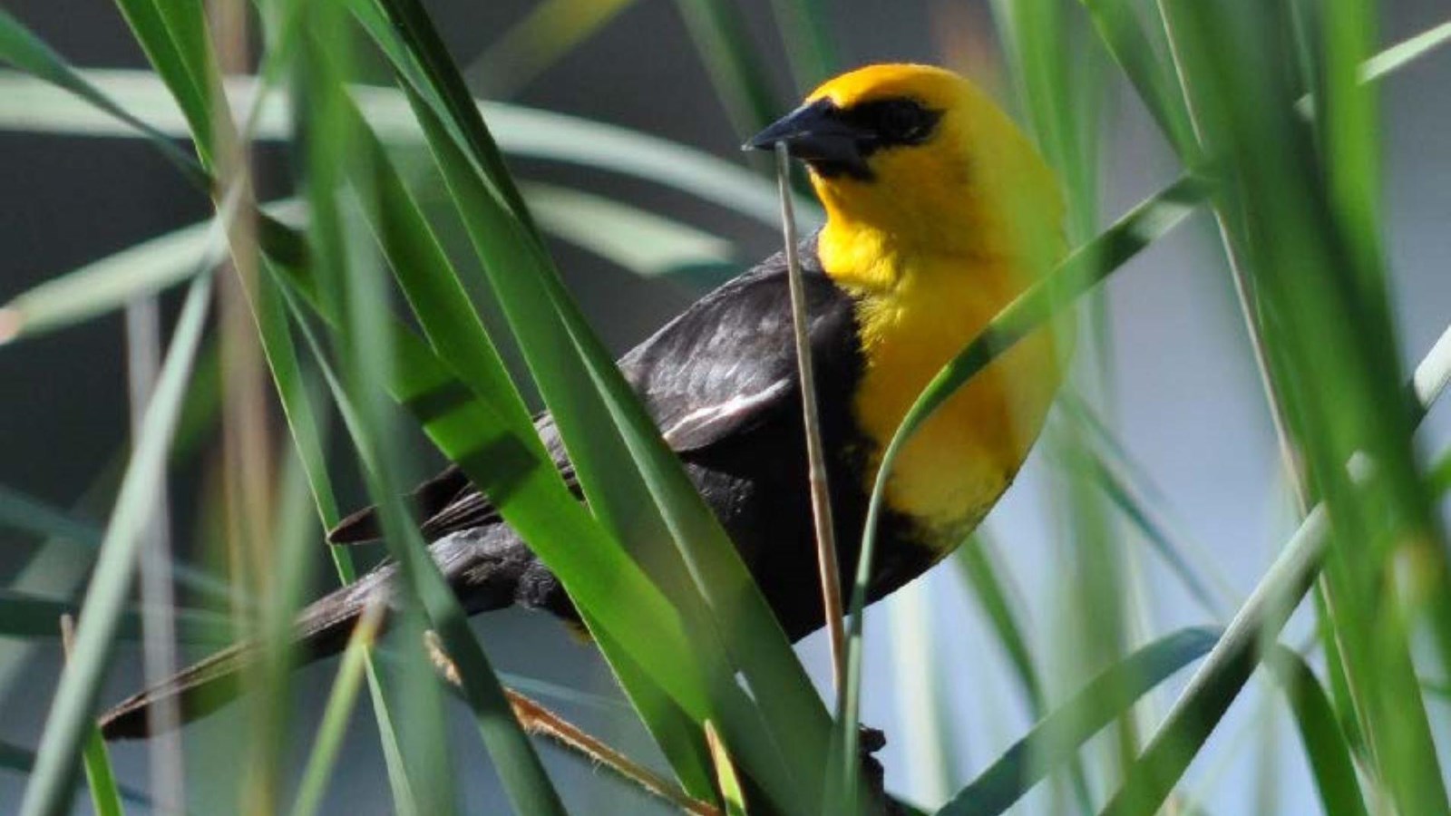 Yellow-Headed Blackbird at Visitor Center Pond Trail