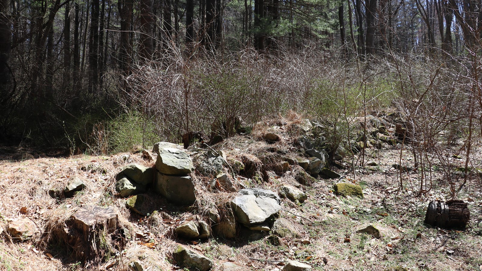 A line of stones in a forest clearing, covered in plant growth.