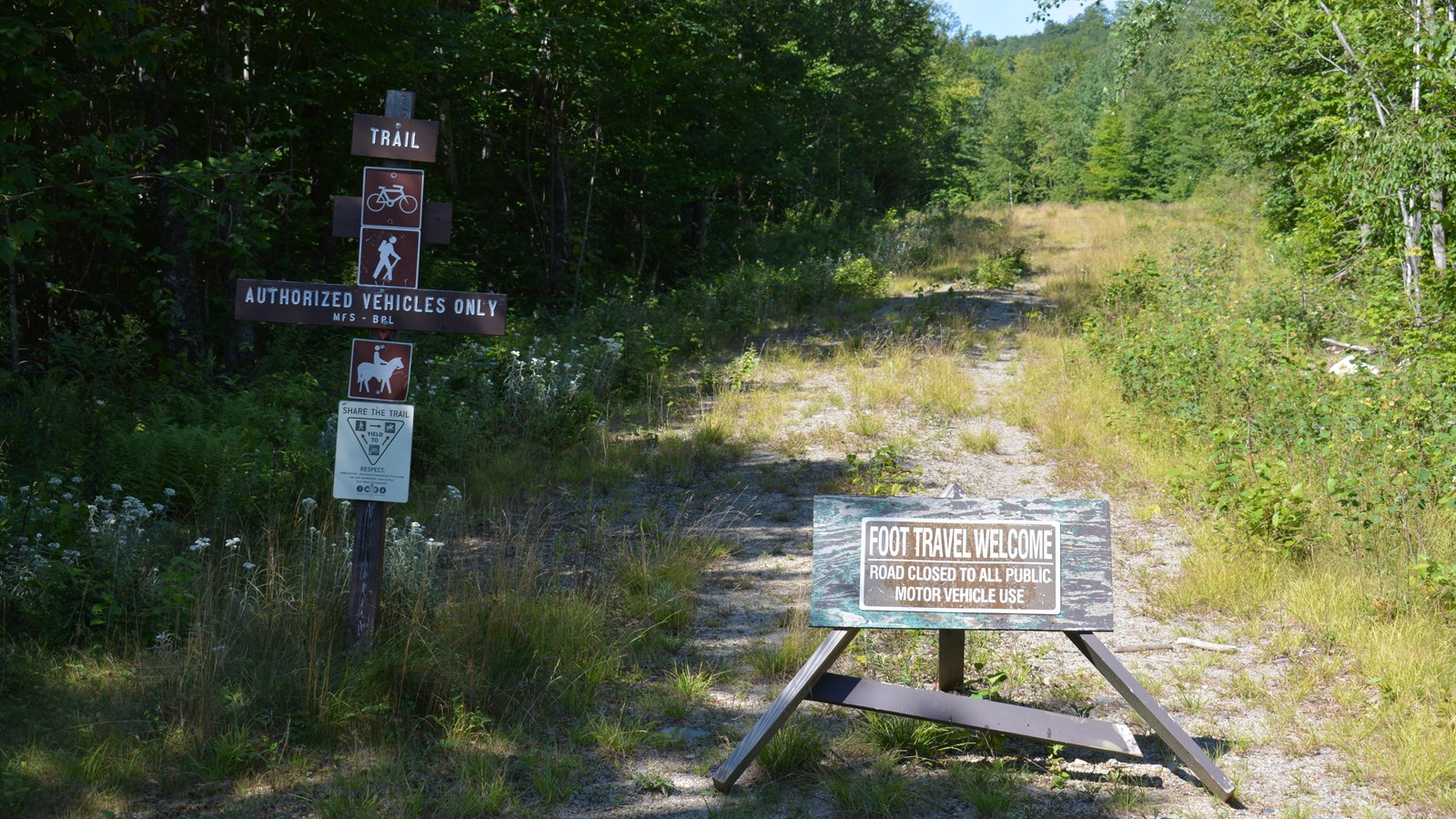 Old rugged dirt logging road going through a forest with two wooden trailhead signs in front.